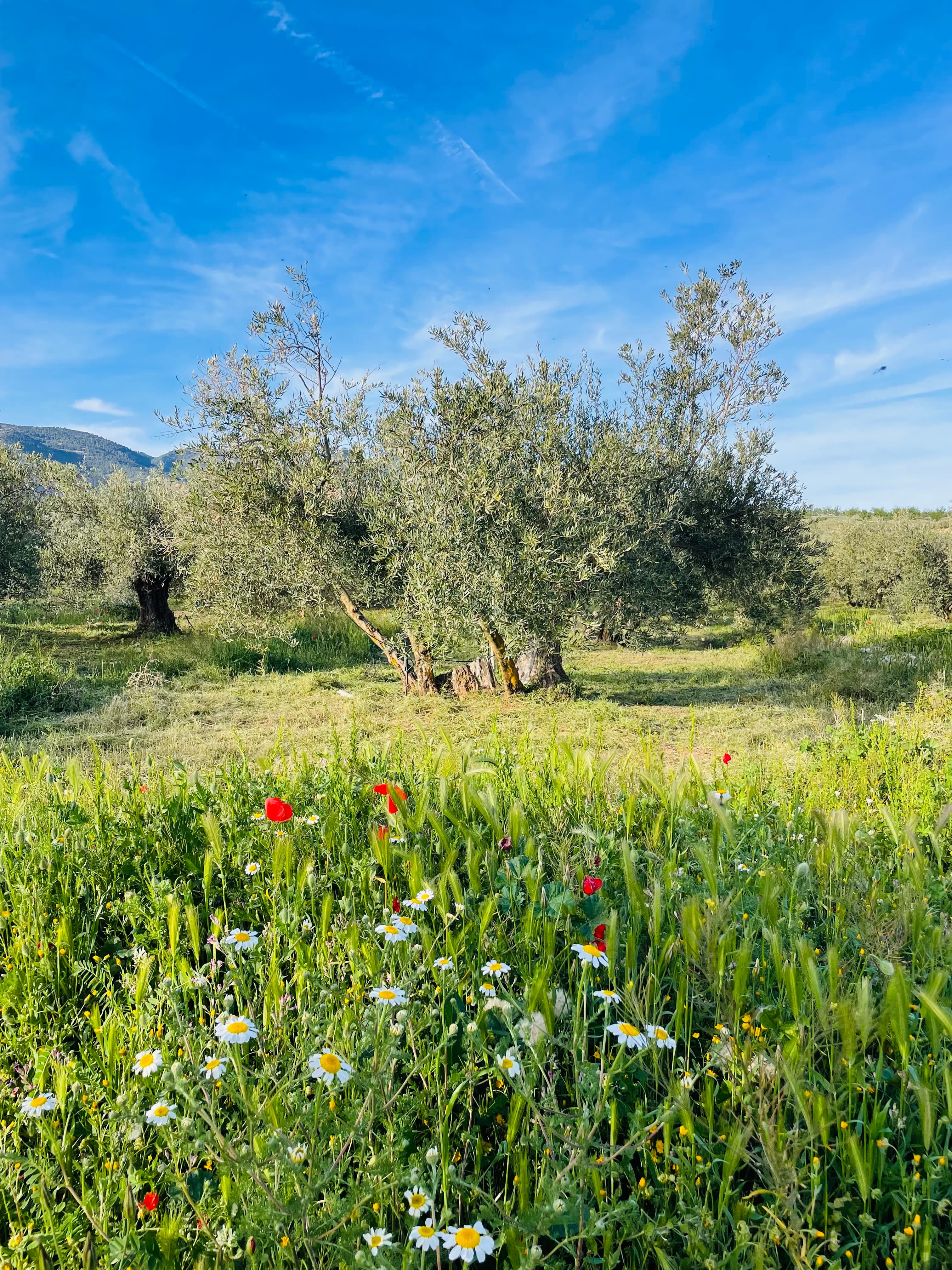 Organic olive farming in Hinojares Organic olive farming in Hinojares