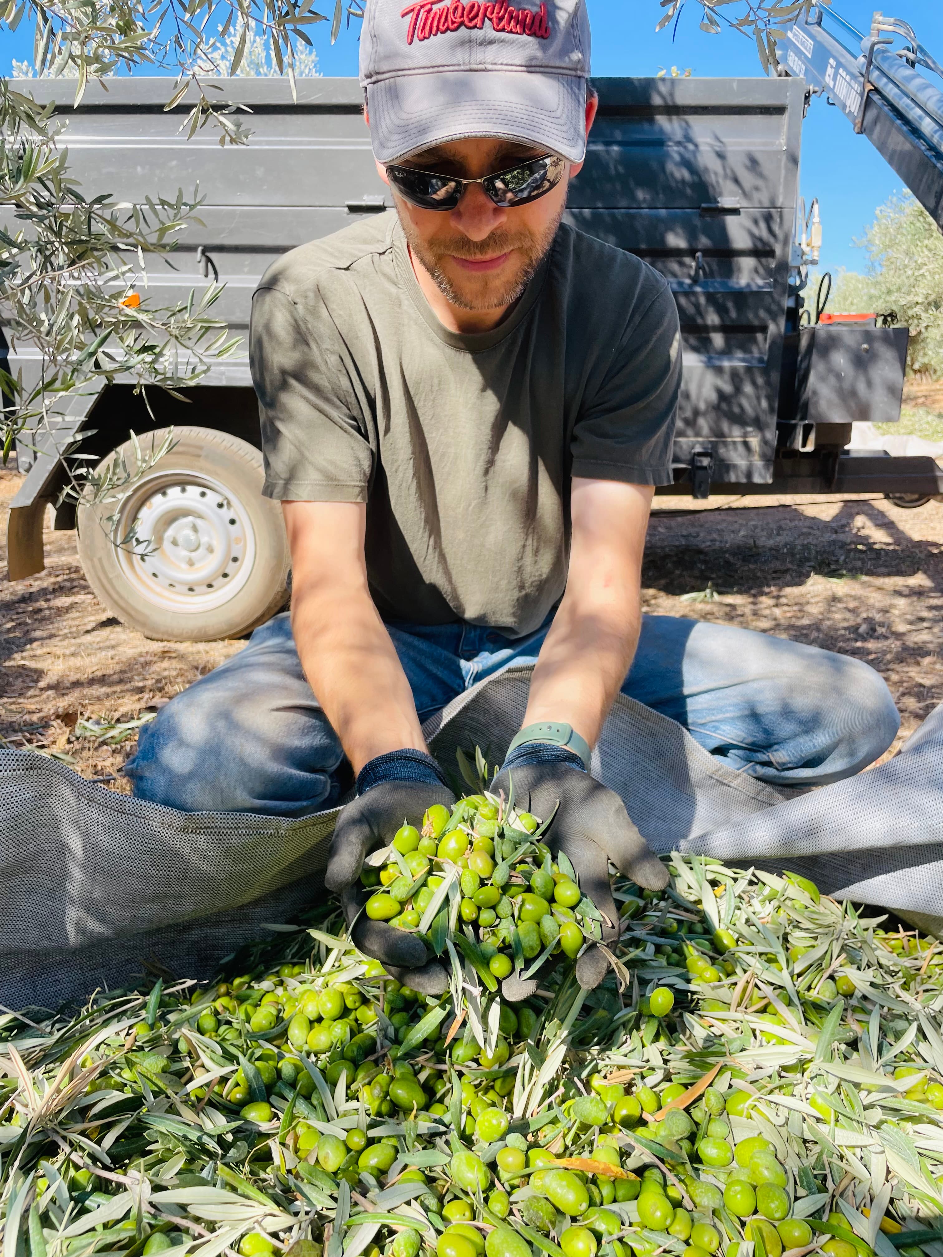Olive harvest in Hinojares Olive harvest in Hinojares