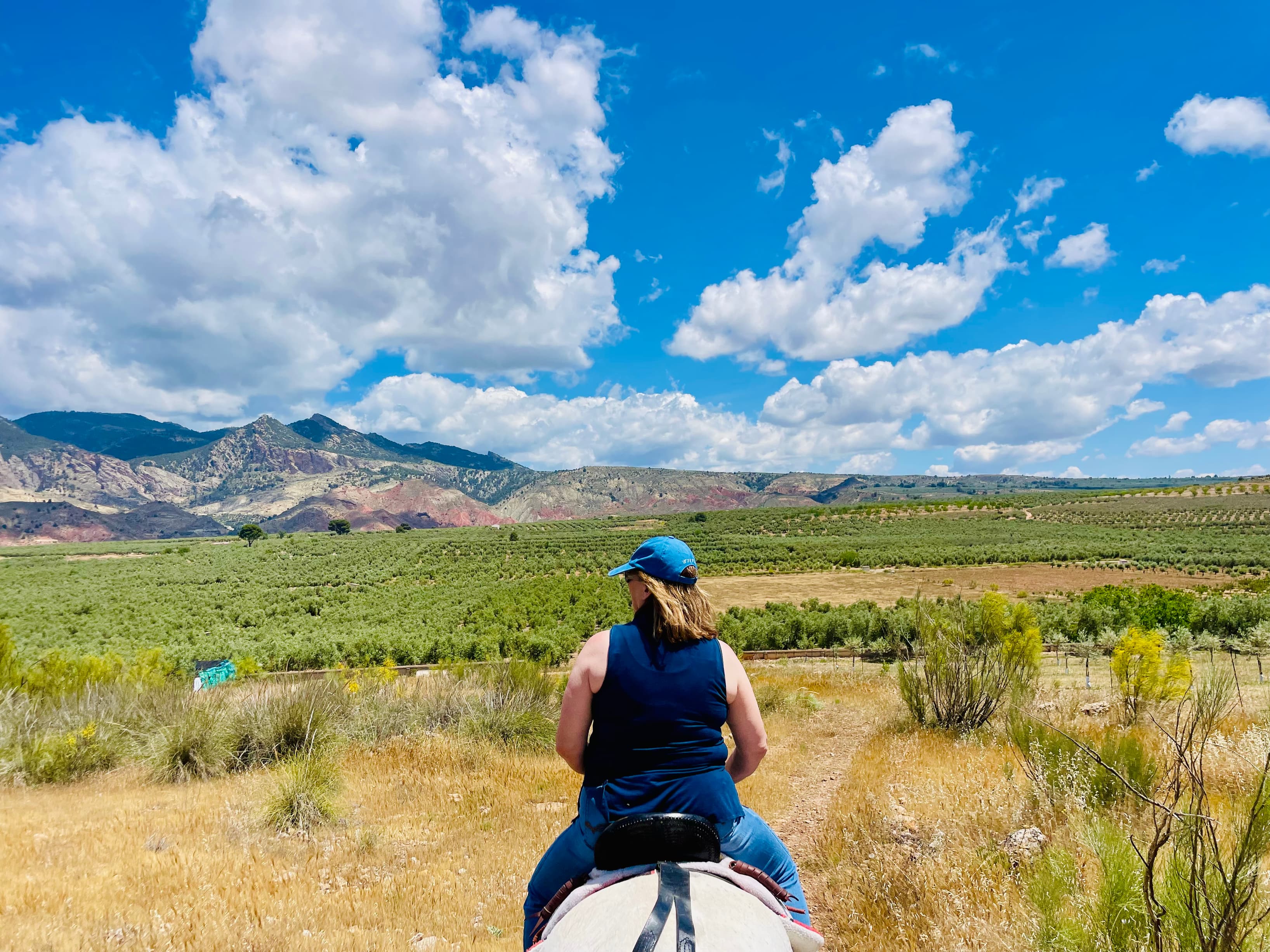 Horse riding across the sea of olive trees Horse riding across the sea of olive trees