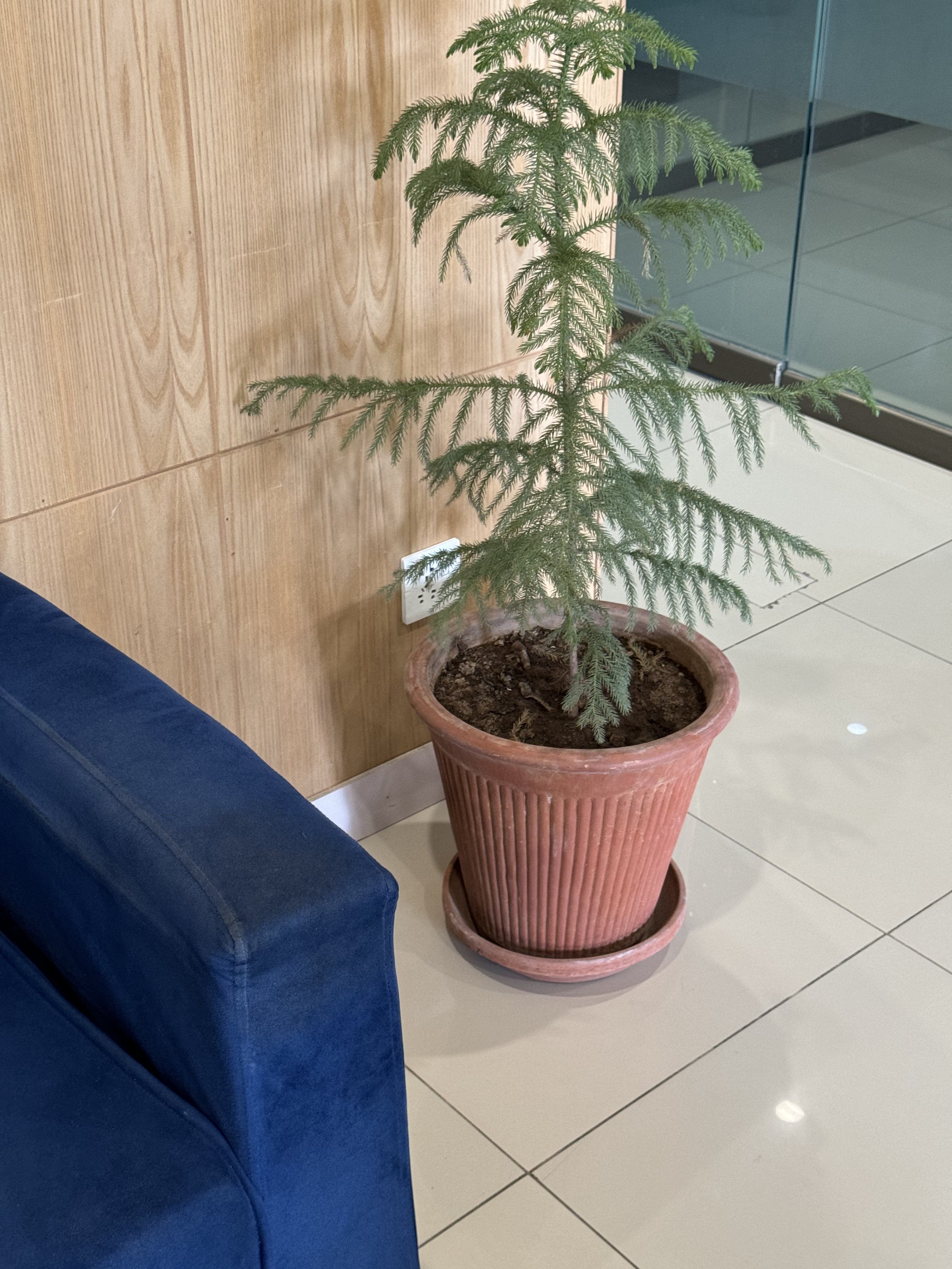 recreational pot and much more