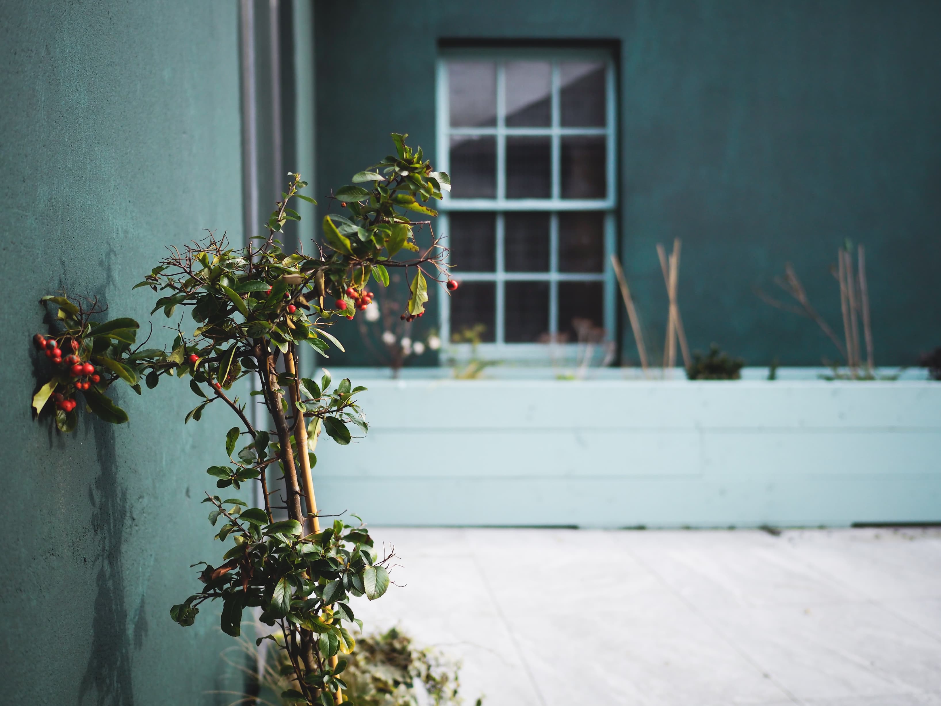 roof garden roof garden