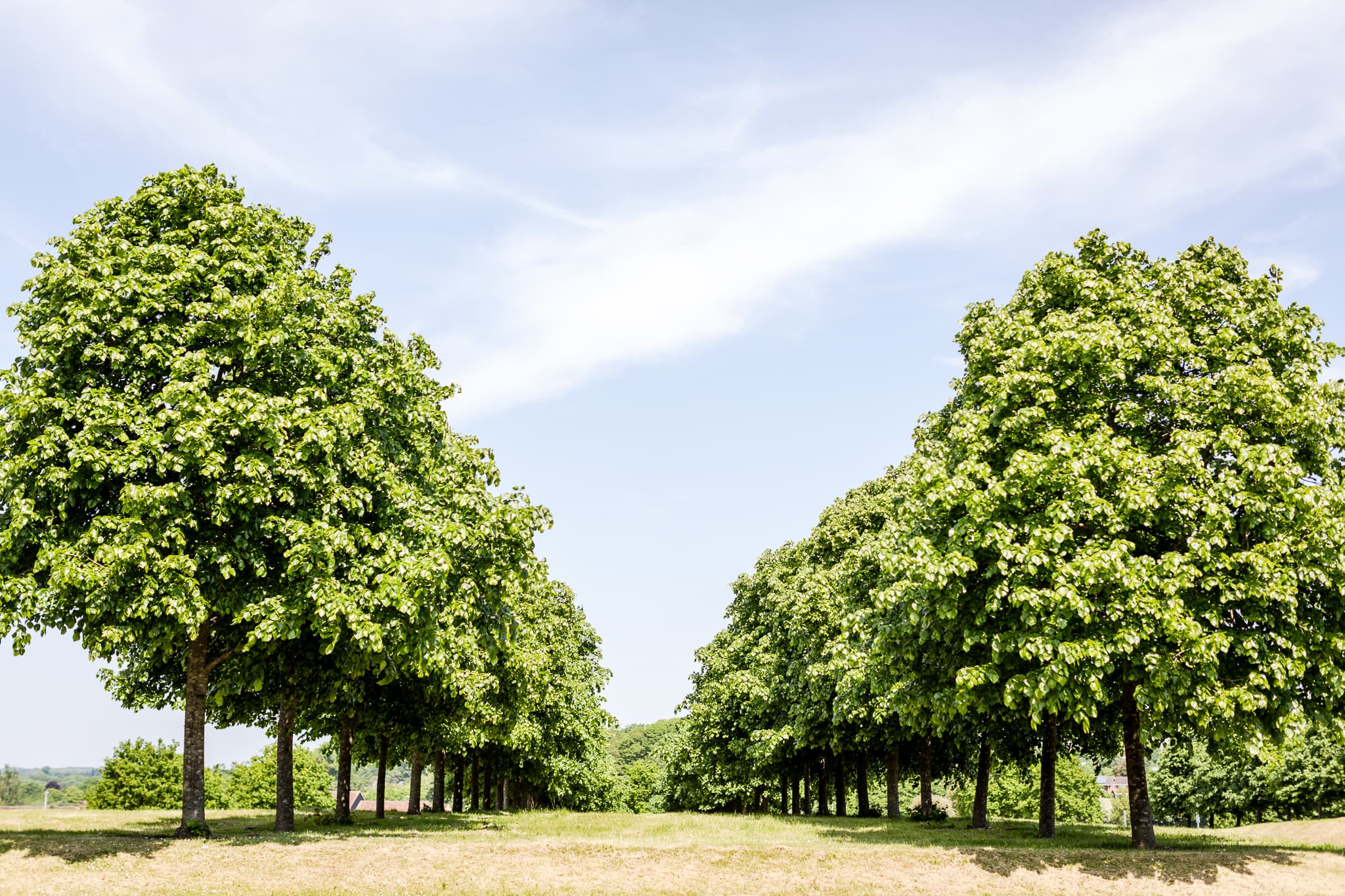 Cams Hall parkland Cams Hall parkland